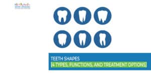 Teeth Shapes [4 Types, Functions, and Treatment Options]